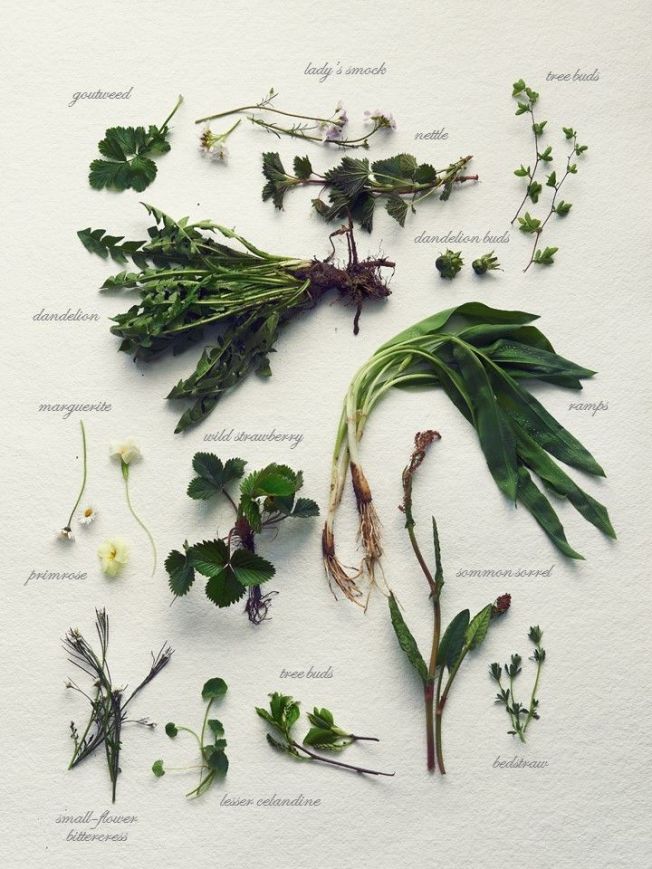 Herbier plantes sauvages comestibles 