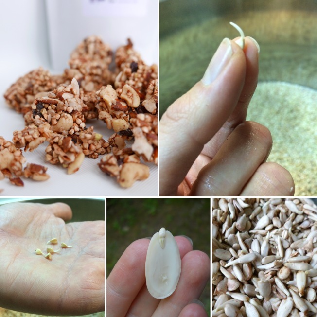 Germination des graines (granola cru happy crulture)